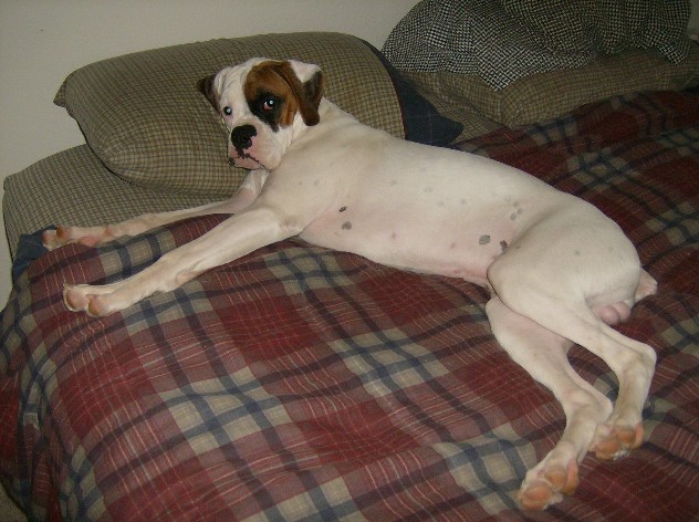 Vince in bed