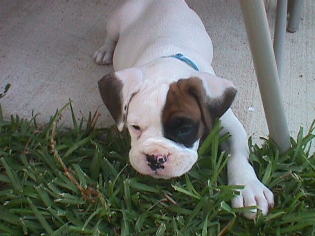 Vince