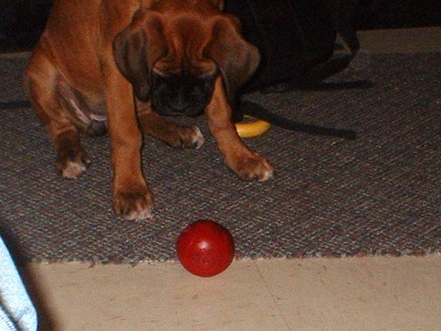 waitin for the right moment to pounce