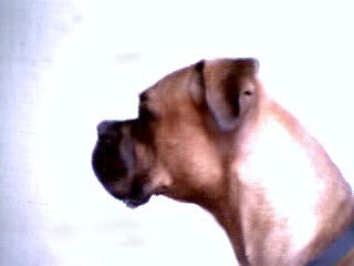 Waiting at the window