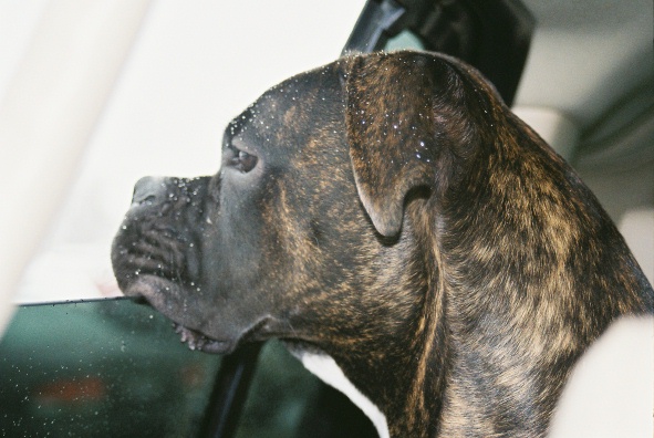 Waiting for Dad to come back to the car