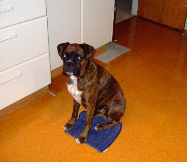 Waiting for dinner