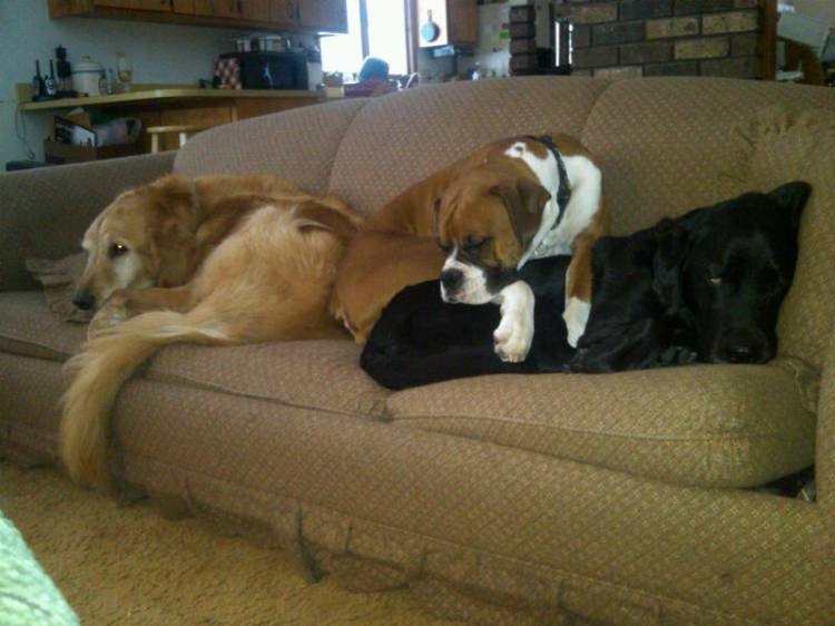 Waiting For Santa Paws