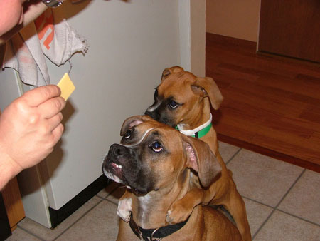 Waiting for the cheese
