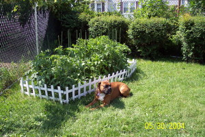 Waiting for the Cherry Tomatoes