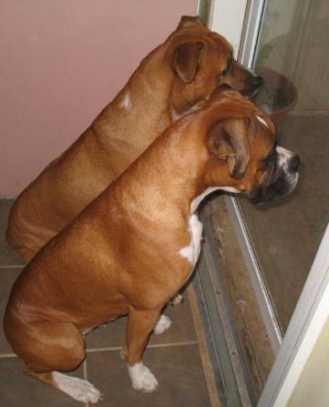 waiting for the mailman
