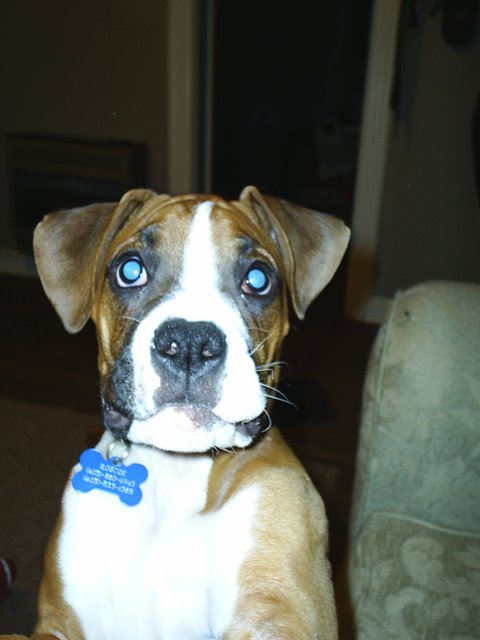 Waiting on a treat