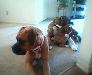 Waiting to go for a walk