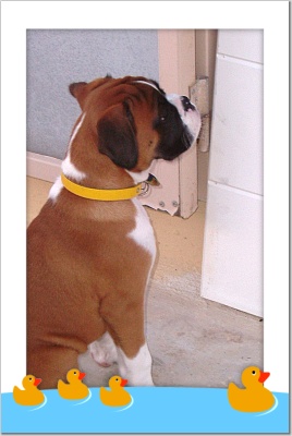 waiting  to have my toy