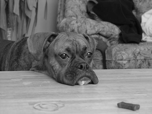 Waiting_for_cookie