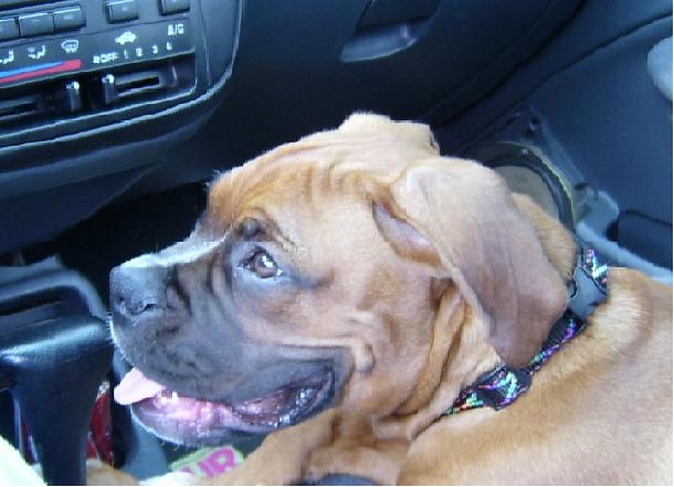 Waitting At  Vets