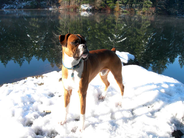Walking at the lake
