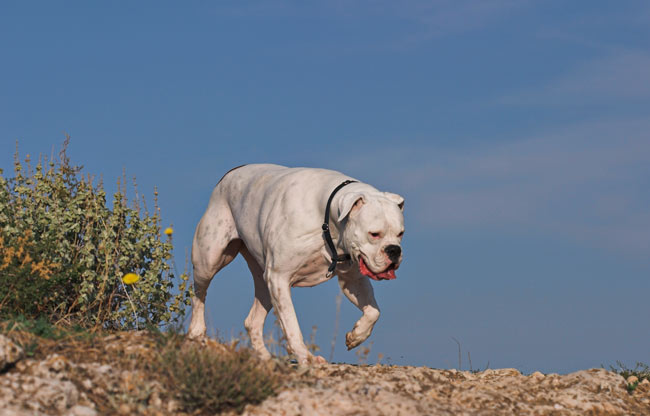 Walking