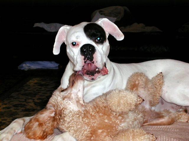 Wallace & his little buddy Annie