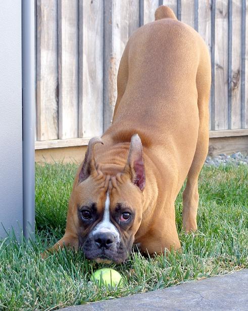 Wanna play ball?