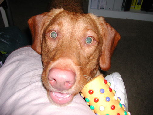 Wanna play tug-o-war???!