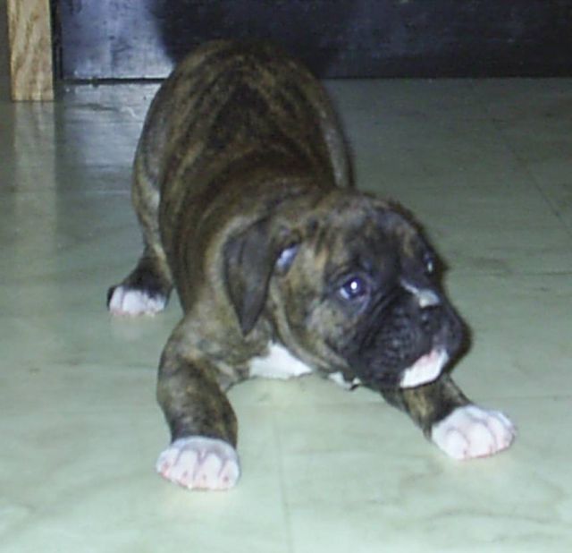 Wanna Play! Wanna Play!