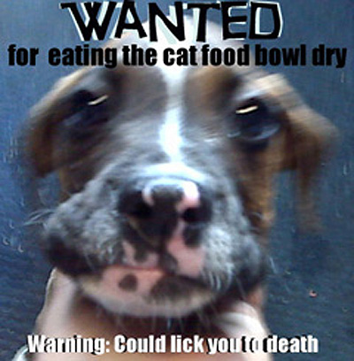 Wanted for Cat Harassment