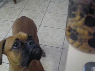 wanting a treat