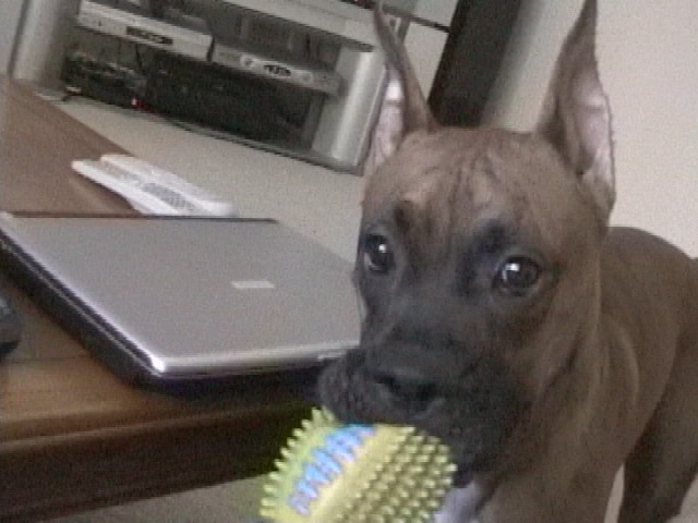 Wants to play fetch