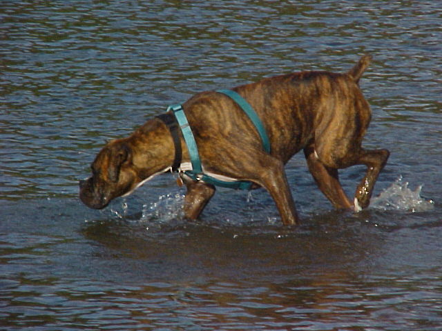 Was that a fish?