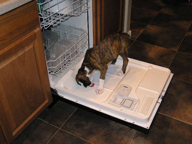 Washing Dishes