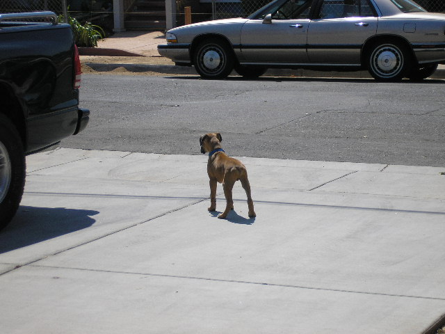 Watch Dog