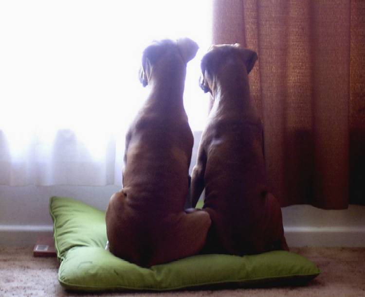 watch_dogs