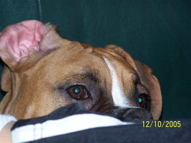 Watchful eyes