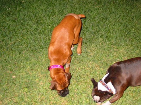 Watching Mia eat grass