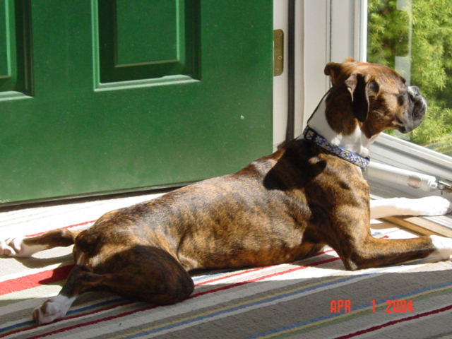 Watching over the neighborhood...a favorite pasttime of Sadies