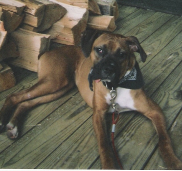 Watching over the Wood Pile