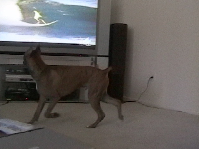 Watching some surfing. (7 months old)