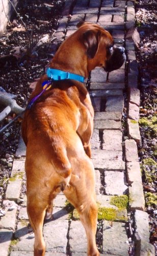 Watching squirrels