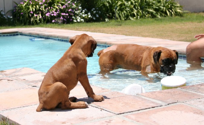 Watching Sugar in the pool