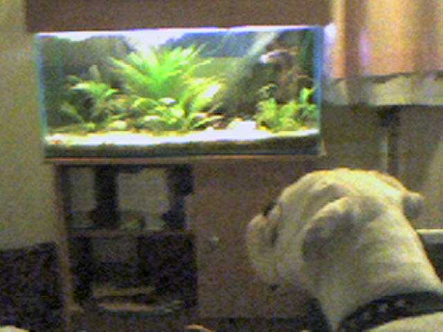 Watching the fish