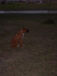 watching the house