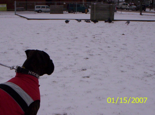 Watching The Pigeons!