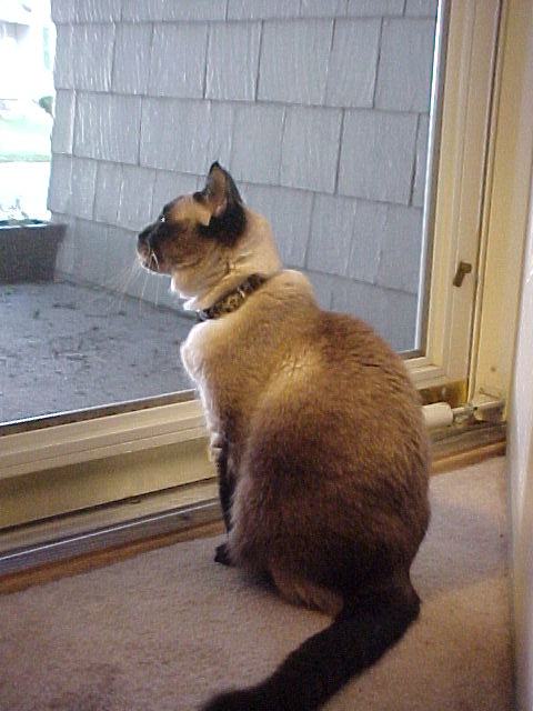 Watching the world go by.....
