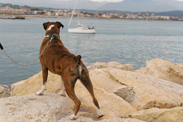 Watching yachts