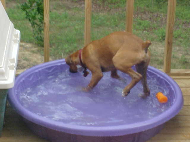 Water Bowl?