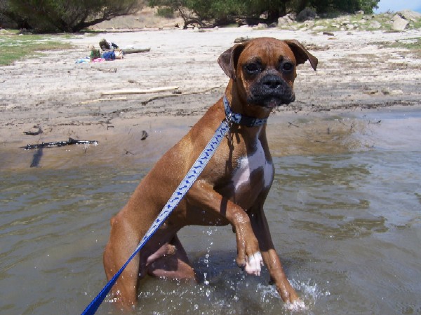 water puppy !