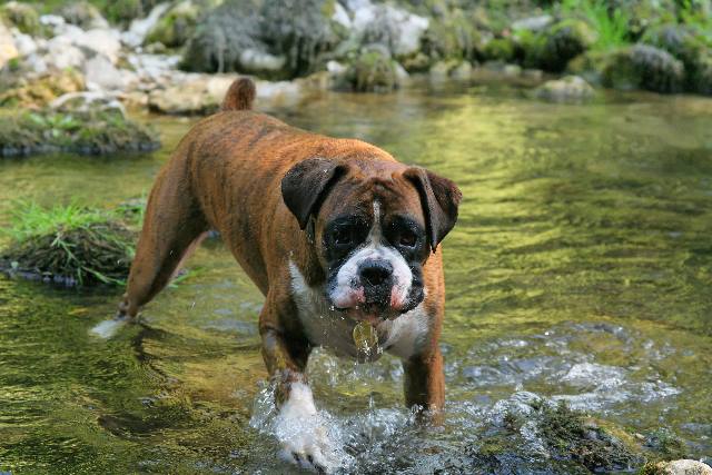 Waterbaby