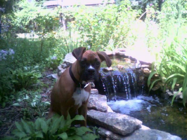Waterfall Hazel