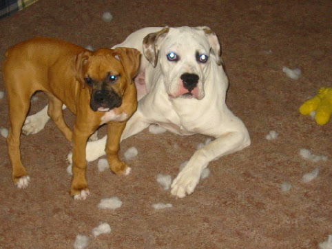 We didn't do it, really mom!