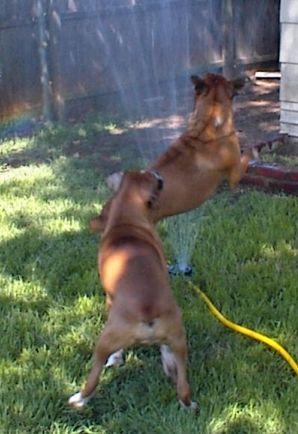 We love to play in the water