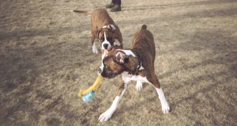 We love water Kongs