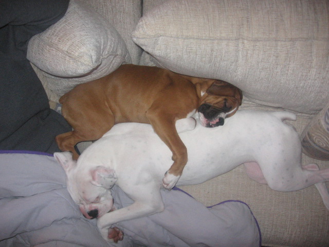 we_love_to_snuggle