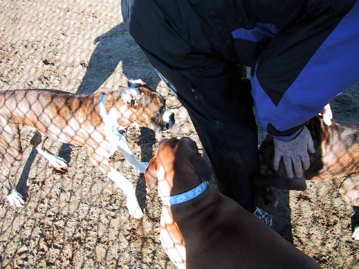 Weaving around Grandpa's legs