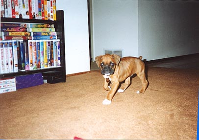 Weizen 8 weeks old